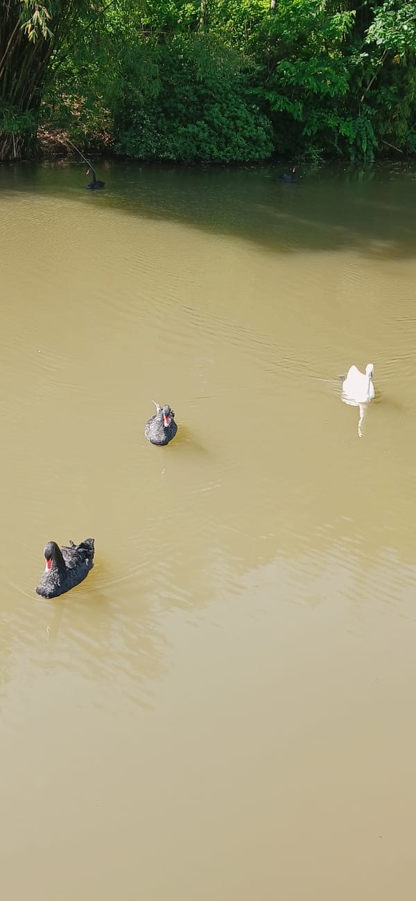 Swans spotted swimming in Chongqing High-tech Zone waterway