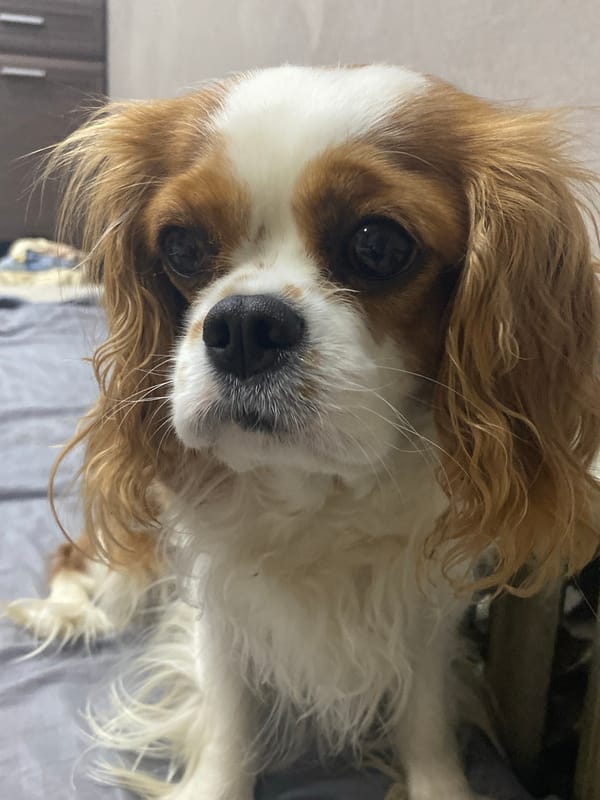 Blenheim Cavalier King Charles Spaniel photographed in close-up portraits