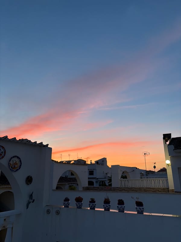 Evening stroll captures Torrevieja sunset, wildlife, blooming streets