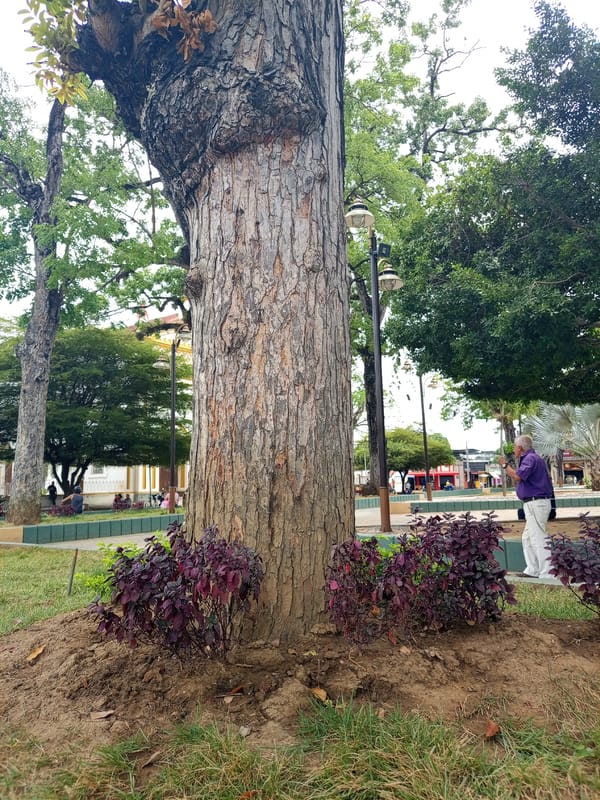 Park tree and street gathering documented in Tinaquillo
