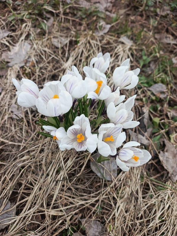 Spring emergence documented in Chaikovsky, Russia with crocuses and buds