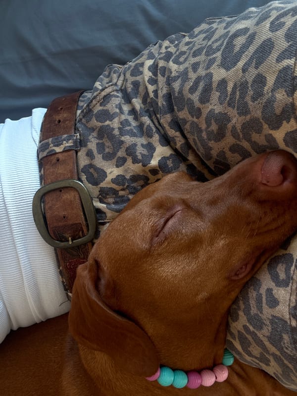 Sofia resident documents evening with two dogs, indoor rest and nighttime walks