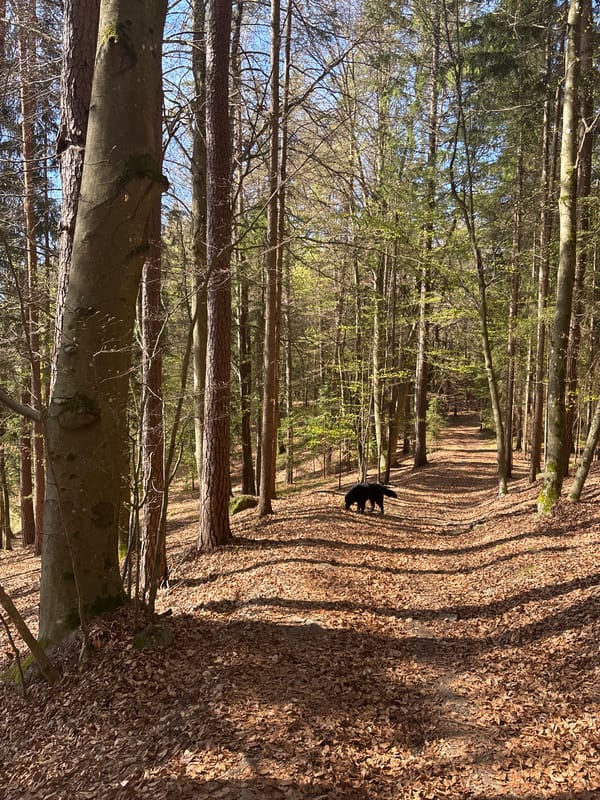 Sideways forest photograph captured in Pörtschach am Wörthersee