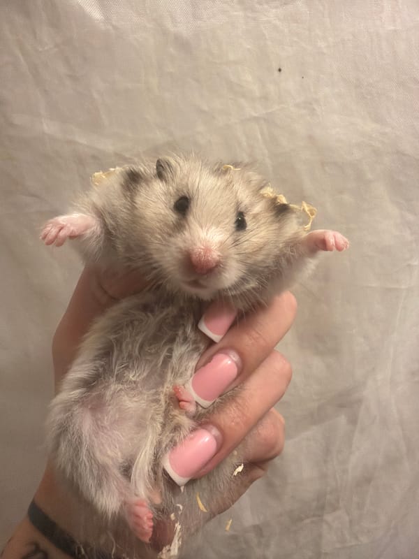 Tallinn resident captures pets and nature during evening hours