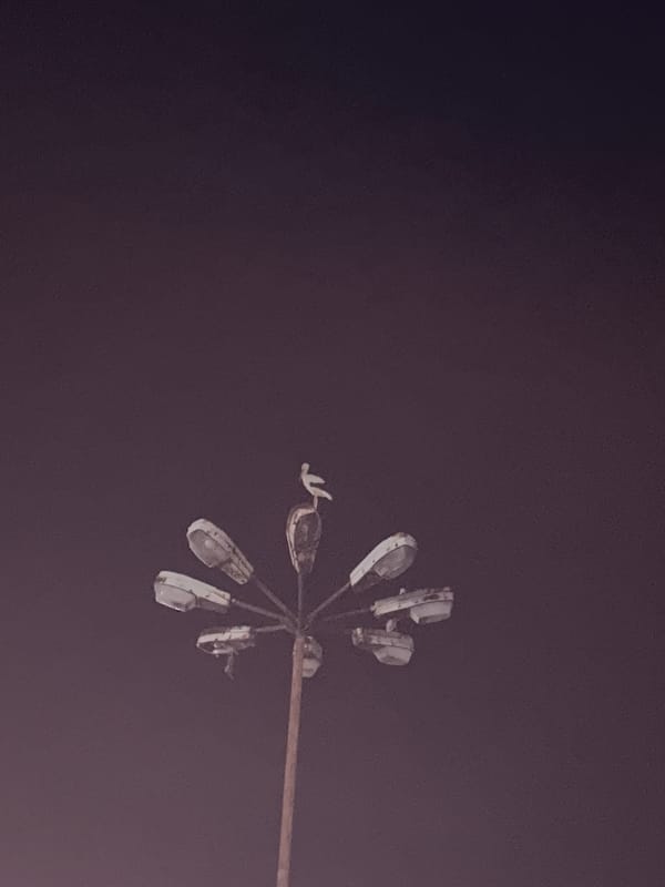 Cat, bird, and fast food: a quiet urban evening