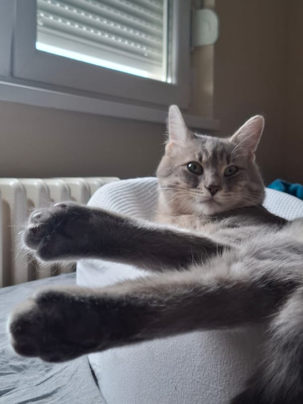 Gray tabby cat naps peacefully on white surfaces in Novi Sad