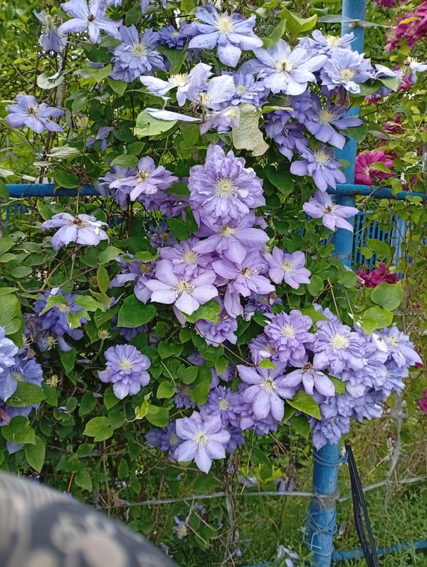 Morning garden life documented in Gorkaya-Balka, Russia