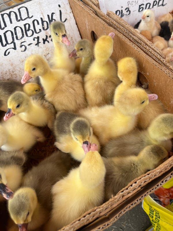 Goslings and chicks for sale at a Kharkiv market