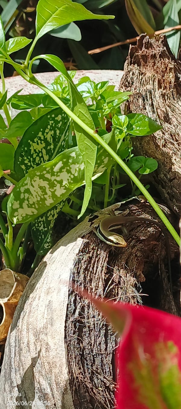 Lazy afternoon at a Vietnamese home: snacks, lizards, everyday life
