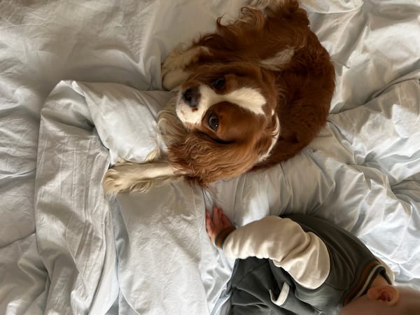 Morning domestic moments captured in Khimki: child with dog, flowers
