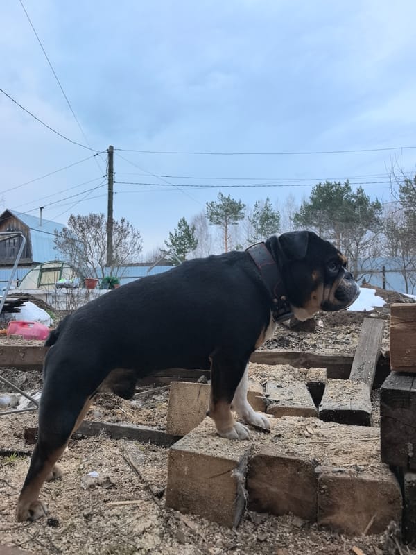 Bulldog stands on lumber blocks in rural Noviy, Russia