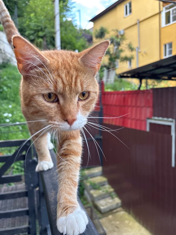 Orange tabby claims a railing in Sochi, pug nearby