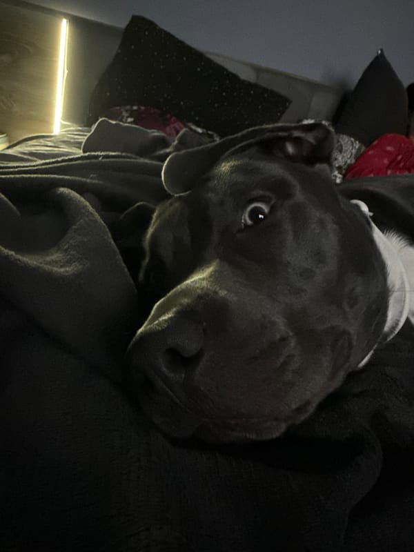 Pitbull dog photographed resting indoors in Varna, Bulgaria