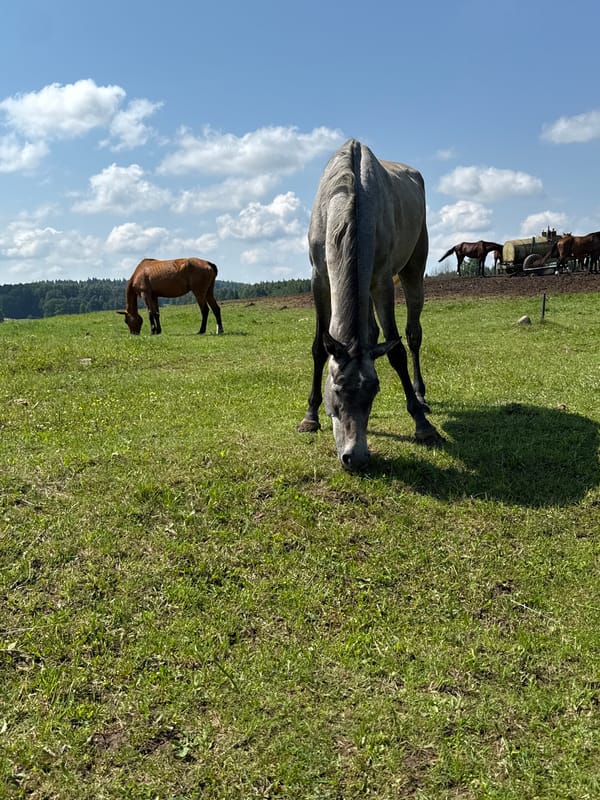 Mixed herd grazes across Galinė pastures on a bright summer morning