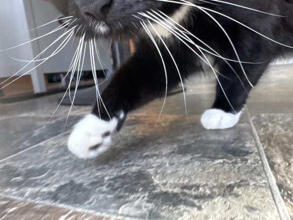 Domestic cats captured in everyday moments across Desborough homes