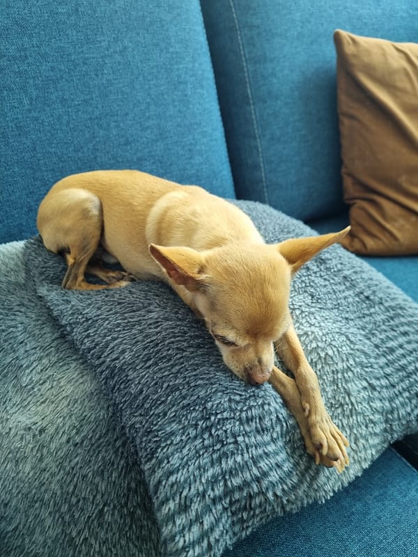 Chihuahua sleeps peacefully on blue couch in Mexican town