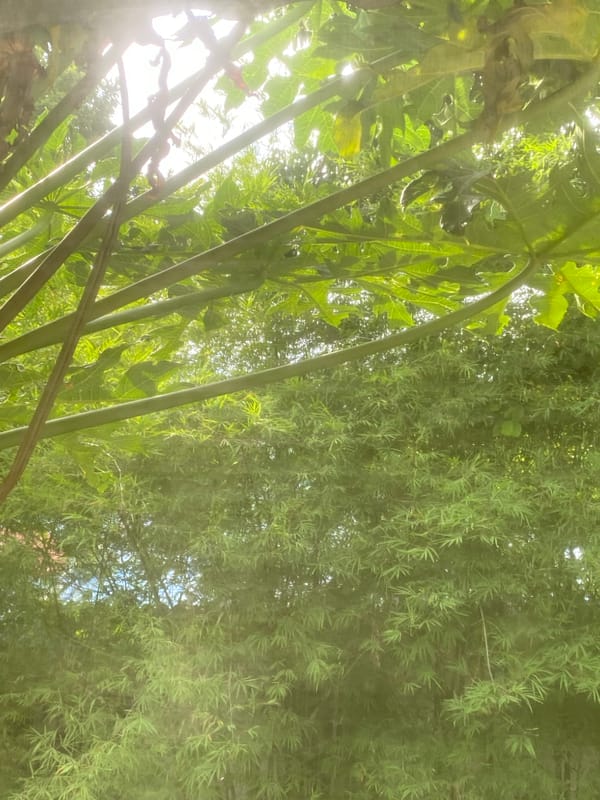 Tropical foliage and palm shadows on Koh Phangan ground
