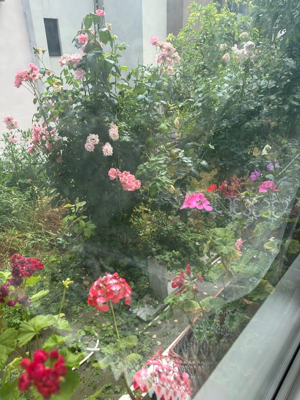 Colombia vs. DR Congo on TV, lush garden outside, Pleven morning