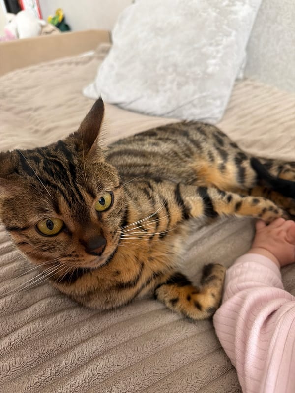 Baby and Bengal cat share quiet moments in Noviy home