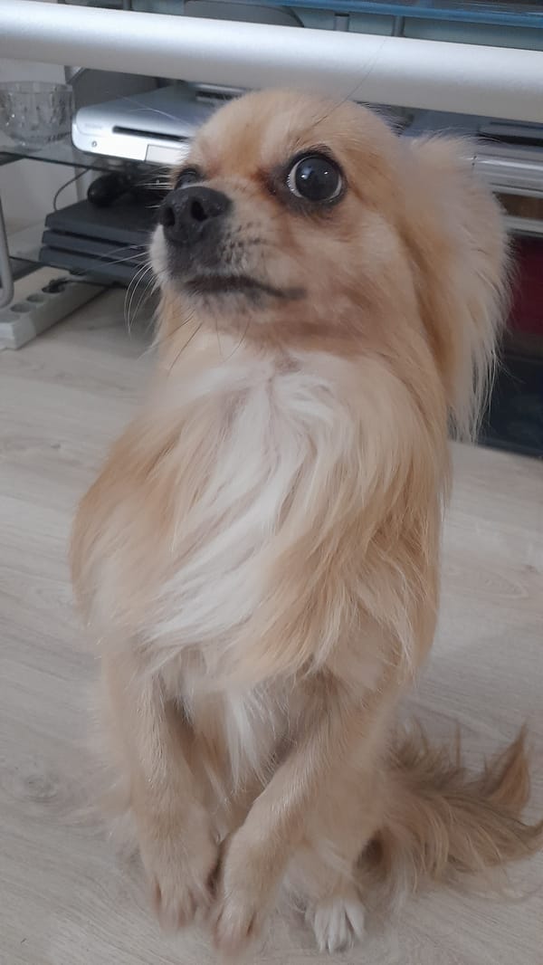Chihuahua photographed in Saint Petersburg home