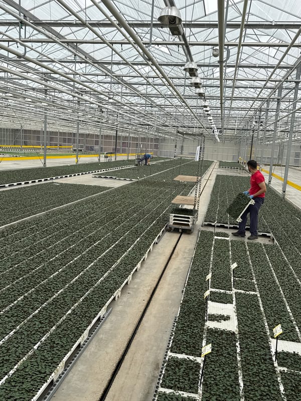 Inside a large commercial greenhouse in Maasdijk, Netherlands