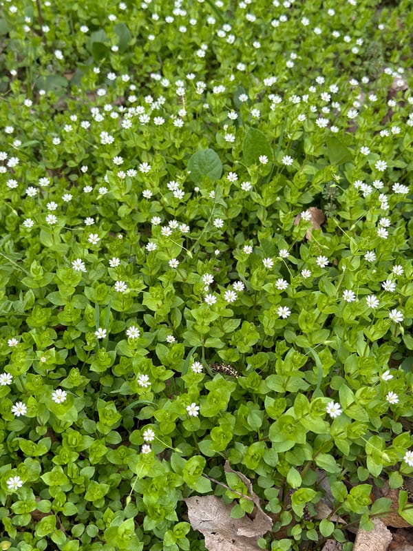 Spring wildflowers bloom in Dnipro field