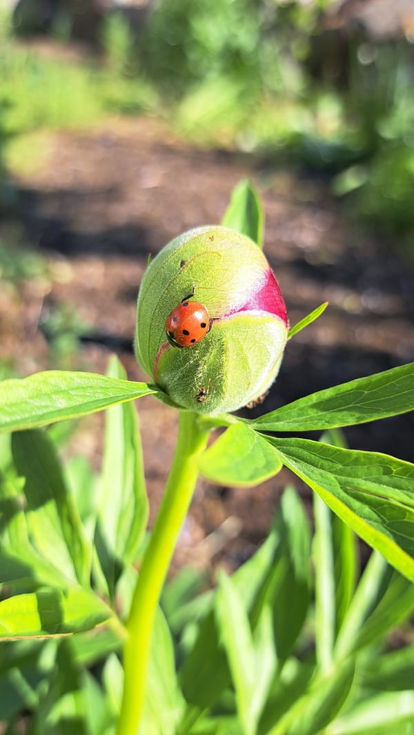 Ladybug spotted resting on peony bud in early morning