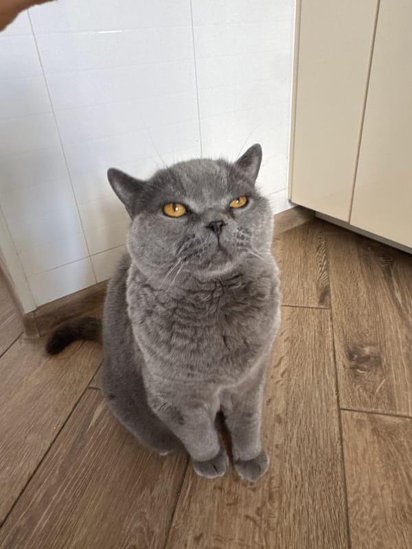 Gray British Shorthair cat poses on wooden floor, Russia