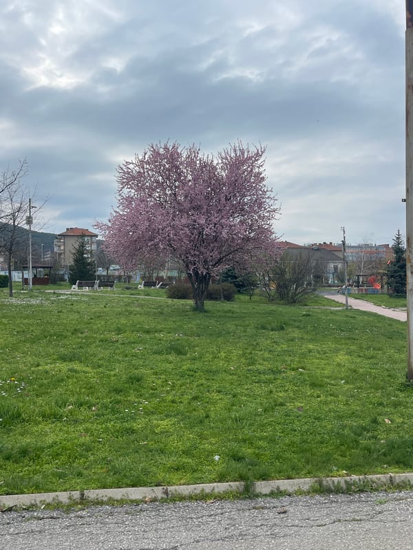 Spring blossoms bloom in Gorna Oryahovitsa park