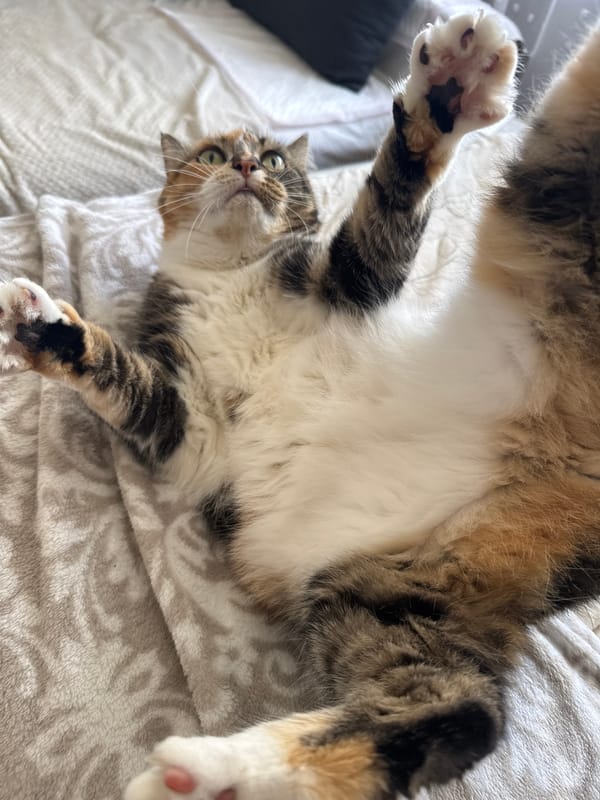Calico cat lounging on a blanket in Riga