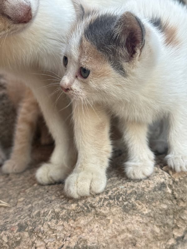 Cats and kittens on concrete steps amid roses and ivy