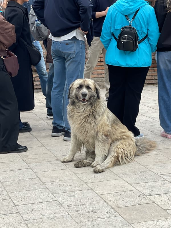 Large shaggy dog draws crowd on Tbilisi street
