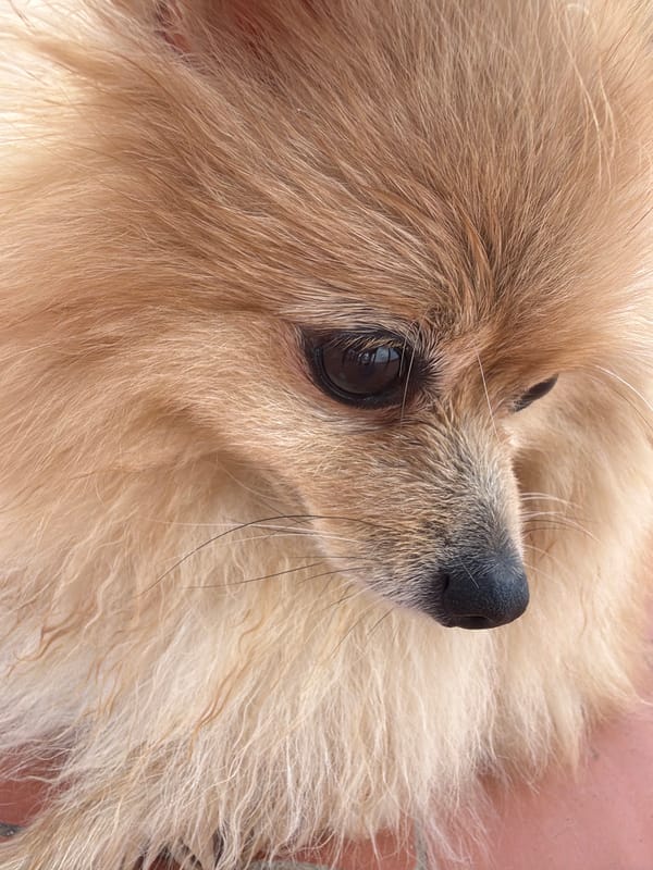 Lazy afternoon in Torrevieja with a Pomeranian and summer skies