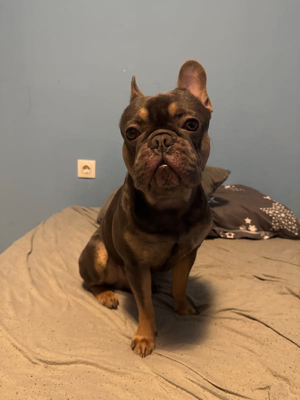 French Bulldog spotted indoors and outdoors in Burgas evening