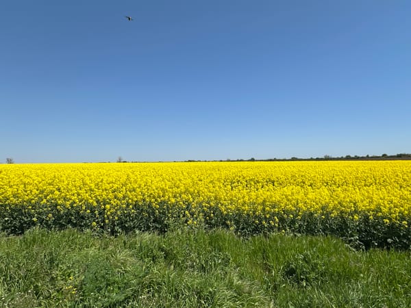 Spring rapeseed blooms captured in Bulgarian countryside