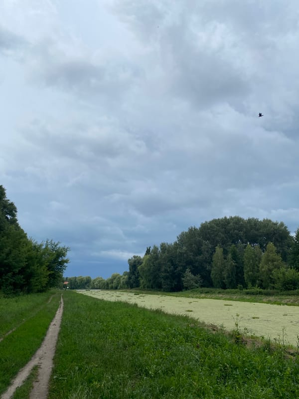 Algae-choked canal and grazing horse in a quiet rural setting