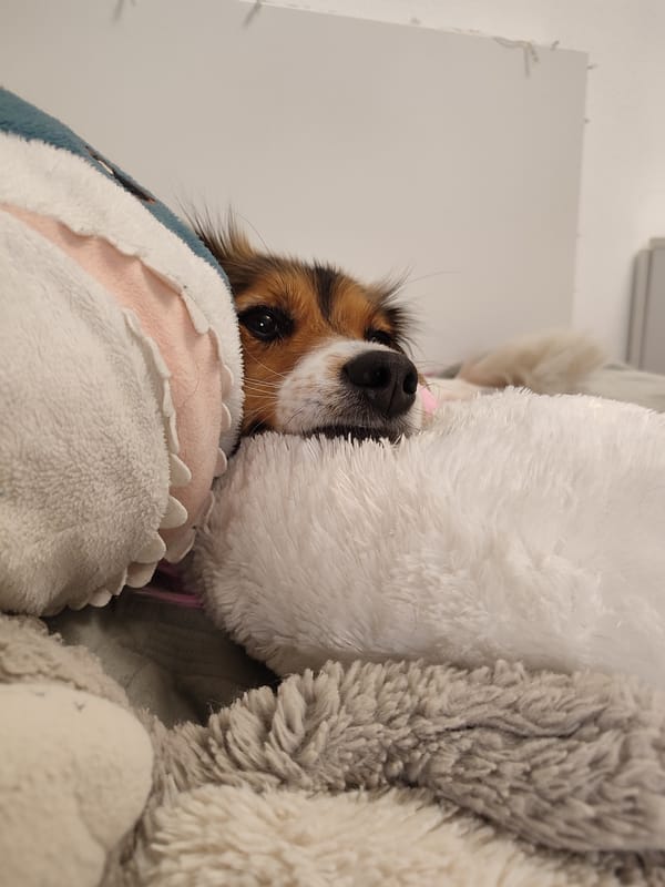 Small dog peeking out from behind a fluffy stuffed animal