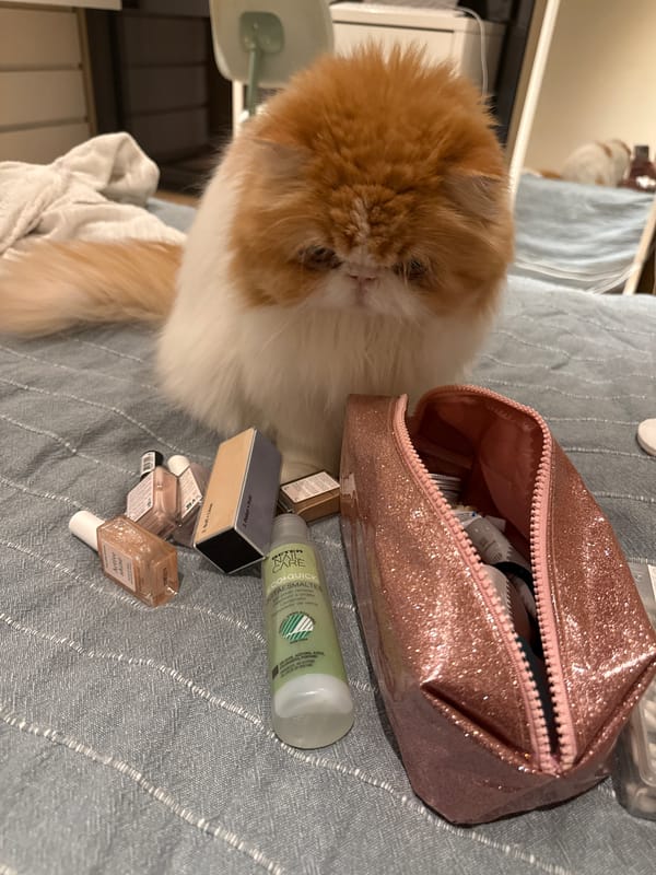 Cat explores scattered beauty products on bedroom bedspread