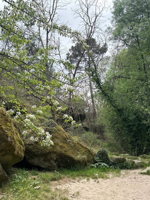 Spring blooms captured amid moss-covered rocks in Vila Real