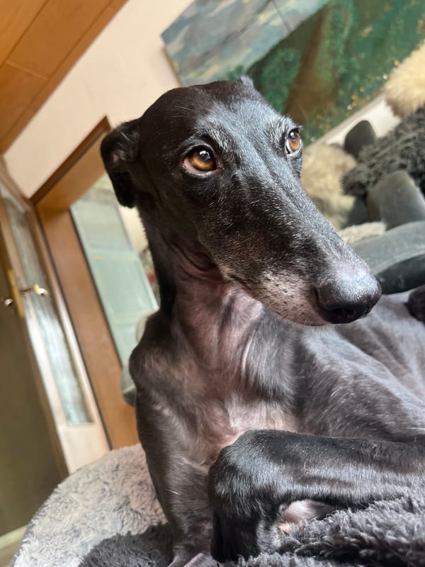 Woman spends quiet afternoon with greyhound and Sphynx cat