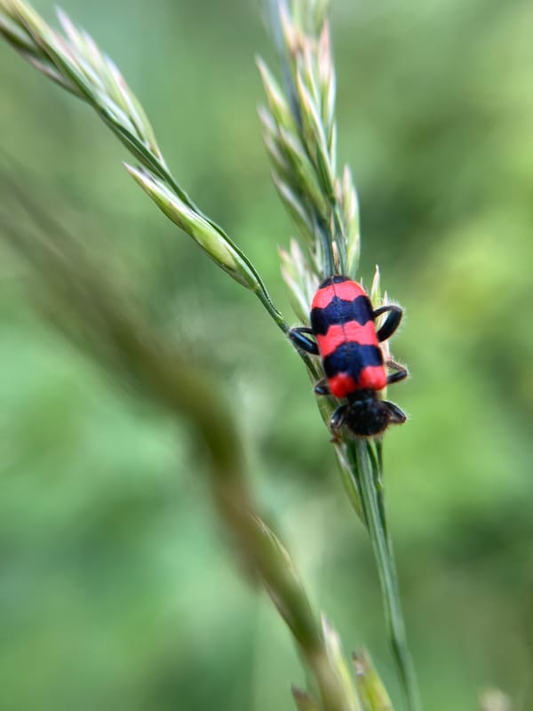 Macro insect photography in a Siberian summer meadow