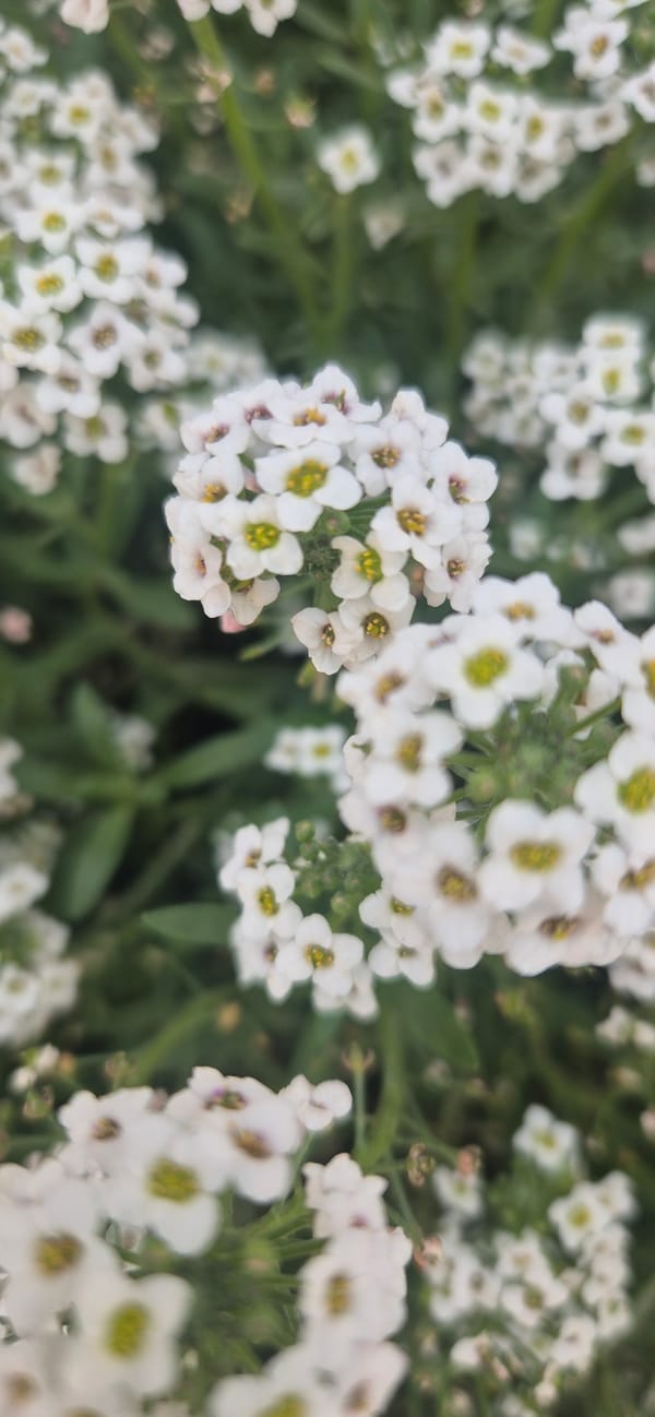 White flowers photographed in close-up in Naucalpan de Juárez