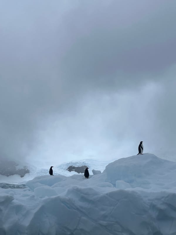 Three penguins spotted on snowy Antarctic ridge during overcast conditions