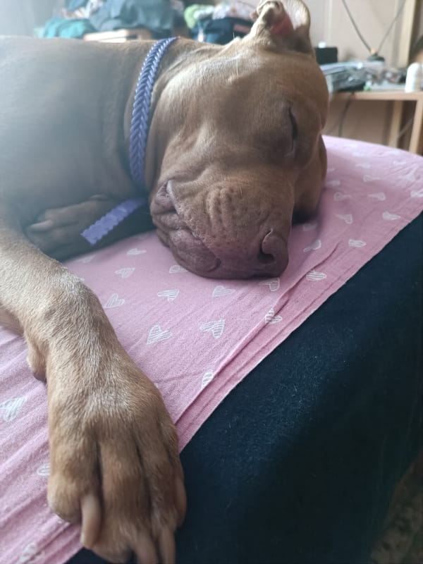 Quiet afternoon at home in Zaporizhzhia: pets, plants, and everyday objects