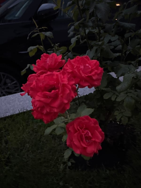 Red and white roses photographed up close outdoors
