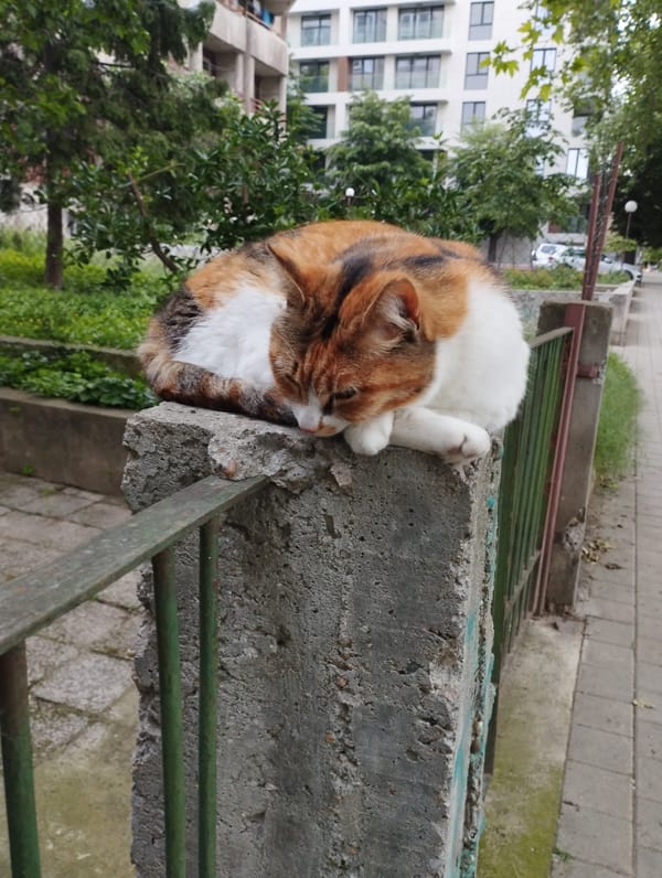 Calico cat rests by blooming roses in Varna