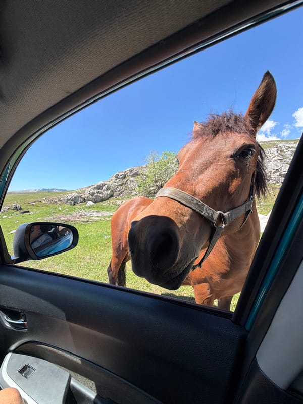Horse fed bread from car window in Montenegro village
