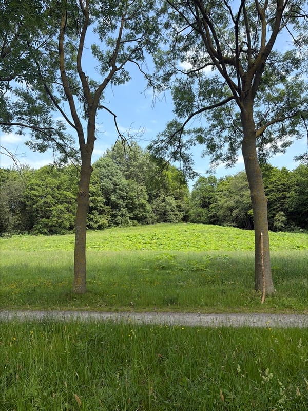 Two trees observed in Rijswijk park green space