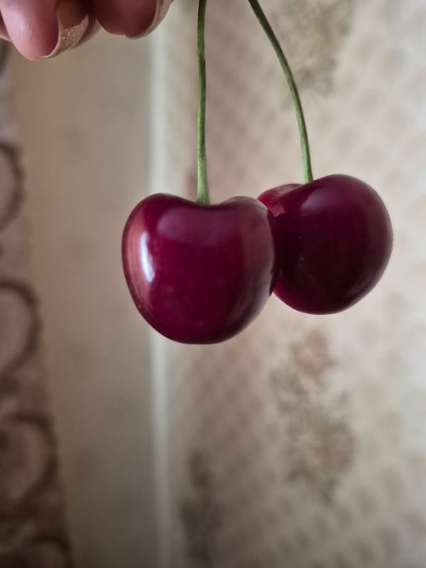 Cherries and a tabby cat, up close on a summer morning