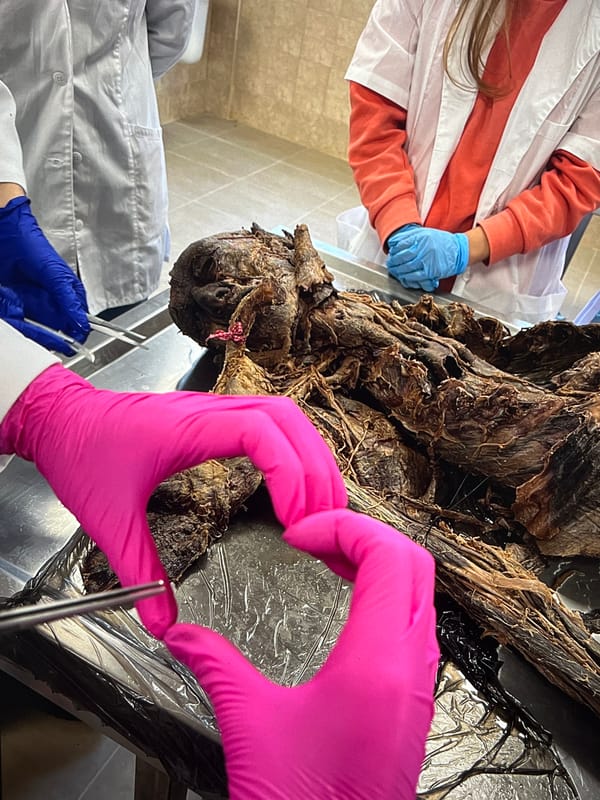 Medical students conduct anatomy lab dissection session